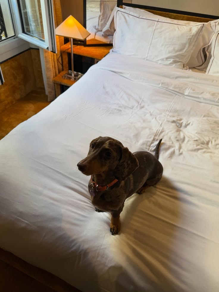 ”dog”